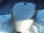 Custom One-piece Gas Tank Stretched Harley Softail Frame Chopper Ness. Fixed Price $332.49.